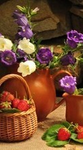 Télécharger une image Fleurs,Objets,Plantes pour le portable gratuitement.