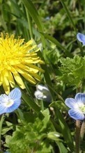 Télécharger une image Plantes,Fleurs,Pissenlits pour le portable gratuitement.