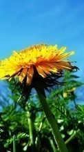 Télécharger une image Fleurs,Pissenlits,Plantes pour le portable gratuitement.