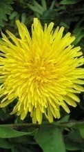 Télécharger une image 1024x600 Plantes,Fleurs,Pissenlits pour le portable gratuitement.