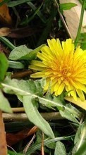 Télécharger une image Plantes,Fleurs,Pissenlits pour le portable gratuitement.