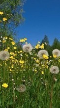 Télécharger une image 360x640 Plantes,Fleurs,Herbe,Pissenlits pour le portable gratuitement.