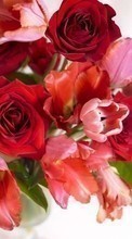Télécharger une image Fêtes,Plantes,Fleurs,Roses,Cartes postales pour le portable gratuitement.
