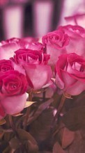 Télécharger une image Plantes,Fleurs,Roses,Cartes postales,8 mars, journée internationale de la femme pour le portable gratuitement.
