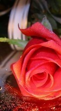 Télécharger une image Plantes,Fleurs,Roses,Cartes postales pour le portable gratuitement.