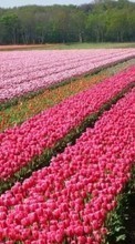 Télécharger une image Fleurs,Paysage,Les champs pour le portable gratuitement.