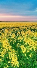 Télécharger une image 1024x600 Paysage,Fleurs,Les champs pour le portable gratuitement.