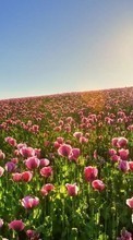 Télécharger une image Fleurs,Paysage,Les champs,Plantes pour le portable gratuitement.
