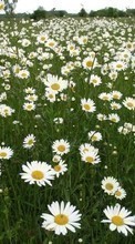 Télécharger une image 240x400 Plantes,Paysage,Fleurs,Les champs,Camomille pour le portable gratuitement.