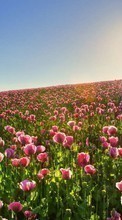 Télécharger une image Plantes,Paysage,Fleurs,Les champs,Sun,Tulipes pour le portable gratuitement.