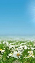 Télécharger une image Sun,Camomille,Paysage,Fleurs,Les champs pour le portable gratuitement.