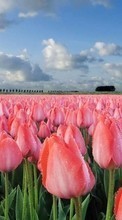 Télécharger une image Fleurs,Paysage,Les champs,Tulipes pour le portable gratuitement.