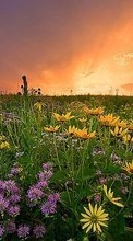 Télécharger une image Fleurs,Paysage,Les champs,Coucher de soleil pour le portable gratuitement.