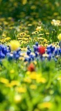 Télécharger une image Fleurs,Paysage,Plantes pour le portable gratuitement.