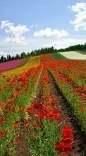 Télécharger une image 1024x600 Plantes,Paysage,Fleurs pour le portable gratuitement.