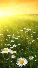 Télécharger une image Plantes,Paysage,Fleurs,Sun,Camomille pour le portable gratuitement.
