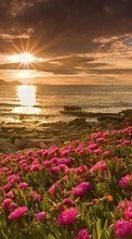 Télécharger une image Plantes,Paysage,Fleurs,Coucher de soleil,Sun pour le portable gratuitement.