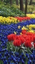 Télécharger une image Plantes,Paysage,Fleurs,Tulipes pour le portable gratuitement.