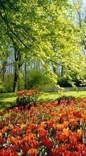Télécharger une image 320x240 Plantes,Paysage,Fleurs,Tulipes pour le portable gratuitement.