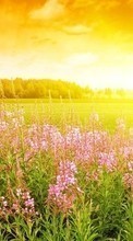 Télécharger une image Fleurs,Paysage,Coucher de soleil pour le portable gratuitement.