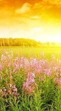 Télécharger une image Fleurs,Paysage,Coucher de soleil pour le portable gratuitement.