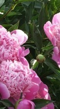 Télécharger une image 800x480 Plantes,Fleurs,Pivoines pour le portable gratuitement.