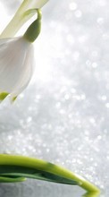 Plantes,Fleurs,Perce-neige pour Samsung Galaxy J7