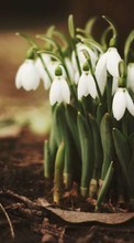 Télécharger une image Plantes,Fleurs,Perce-neige pour le portable gratuitement.