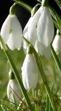 Télécharger une image Fleurs,Perce-neige,Plantes pour le portable gratuitement.