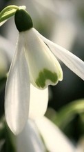 Télécharger une image Plantes,Fleurs,Perce-neige pour le portable gratuitement.