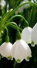 Télécharger une image Fleurs,Perce-neige,Plantes pour le portable gratuitement.