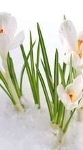 Télécharger une image Plantes,Fleurs,Neige,Perce-neige pour le portable gratuitement.