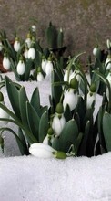 Télécharger une image Plantes,Hiver,Fleurs,Perce-neige pour le portable gratuitement.