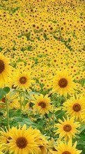 Télécharger une image Plantes,Fleurs,Les champs,Tournesols pour le portable gratuitement.