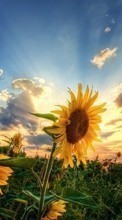 Télécharger une image Coucher de soleil,Tournesols,Plantes,Fleurs pour le portable gratuitement.