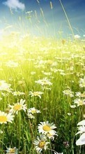 Télécharger une image Fleurs,Les champs,Plantes,Camomille pour le portable gratuitement.