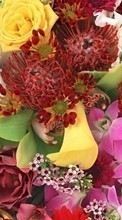 Télécharger une image 360x640 Fêtes,Plantes,Fleurs pour le portable gratuitement.