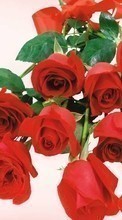 Télécharger une image Fêtes,Plantes,Fleurs,Roses pour le portable gratuitement.