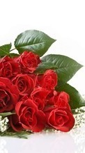 Télécharger une image Fêtes,Fleurs,Roses pour le portable gratuitement.