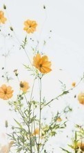 Plantes,Fleurs pour LG G3