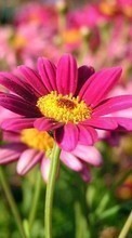 Télécharger une image 1280x800 Plantes,Fleurs pour le portable gratuitement.