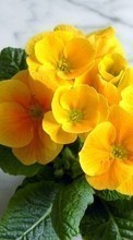 Télécharger une image 320x480 Plantes,Fleurs,Violettes pour le portable gratuitement.