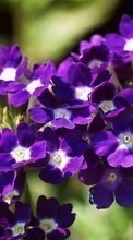 Télécharger une image 1080x1920 Plantes,Fleurs pour le portable gratuitement.
