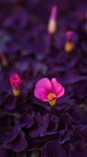 Plantes,Fleurs pour Micromax D303
