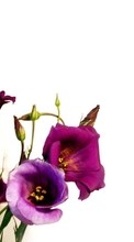 Plantes,Fleurs pour LG Optimus G Pro