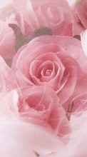 Télécharger une image Fêtes,Plantes,Fleurs,Roses,Cartes postales,8 mars, journée internationale de la femme pour le portable gratuitement.