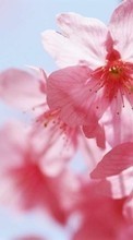 Plantes,Fleurs pour HTC Magic