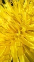 Télécharger une image 320x480 Plantes,Fleurs pour le portable gratuitement.