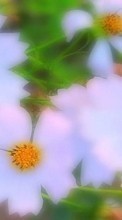 Télécharger une image 128x160 Plantes,Fleurs pour le portable gratuitement.