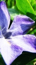 Télécharger une image 1024x768 Plantes,Fleurs pour le portable gratuitement.